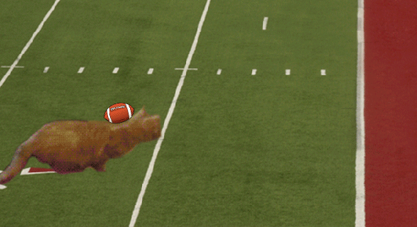 10 unforgettable super bowl moments as told by cats small