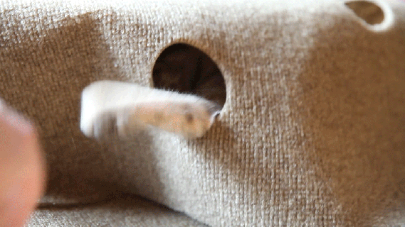 https://cdn.lowgif.com/small/eb8dc33eb0e779e5-the-ripple-rug-you-know-for-cats-utter-buzz.gif