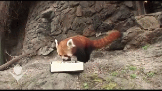 red panda eating sushi gif redpanda cute discover share gifs small