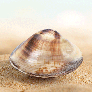 clam slam tumblr small