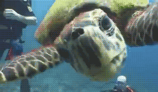 https://cdn.lowgif.com/small/eccb17be730ae8ae-gif-animal-turtle-sea-turtle-animated-gif-on-gifer-by-aralar.gif