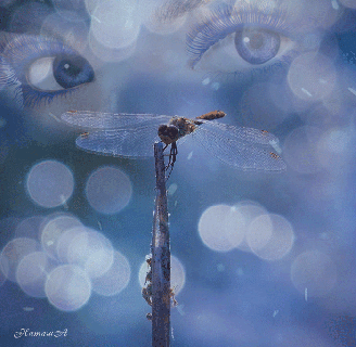 watching dragonfly animated pictures myniceprofile com small