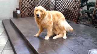 6 dogs fooled by magic tricks rover blog small