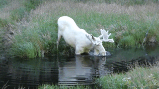 an albino moose gifs meaniful animal pictures pinterest small