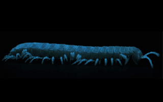 https://cdn.lowgif.com/small/ee218ee518ae9136-night-lights-the-wonders-of-bioluminescent-millipedes-nsf.gif