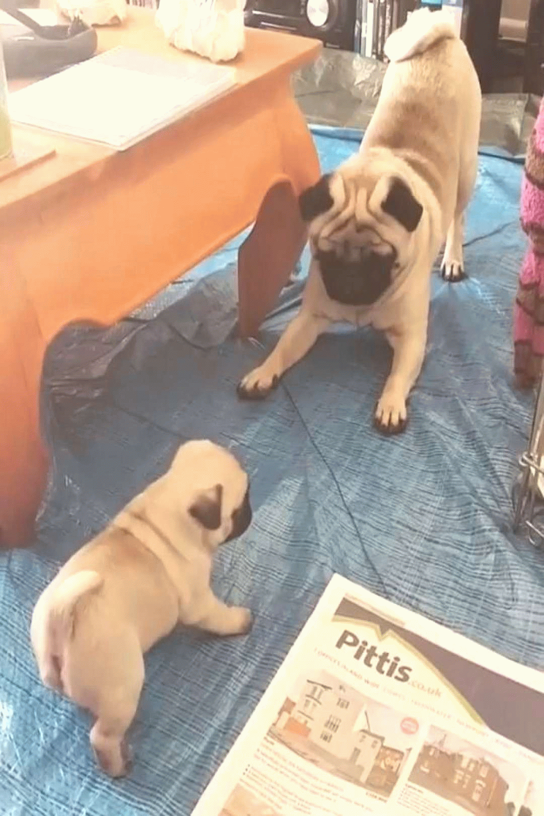 pin on pugs small