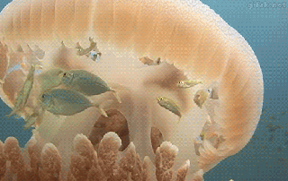 fish using jellyfish as shelter jellyfish serve as scientific small