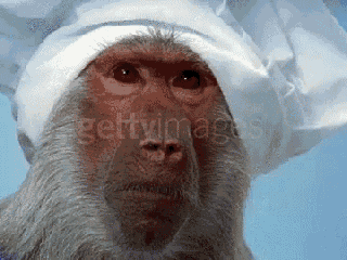 monkey chef gif monkey chef mad discover share gifs