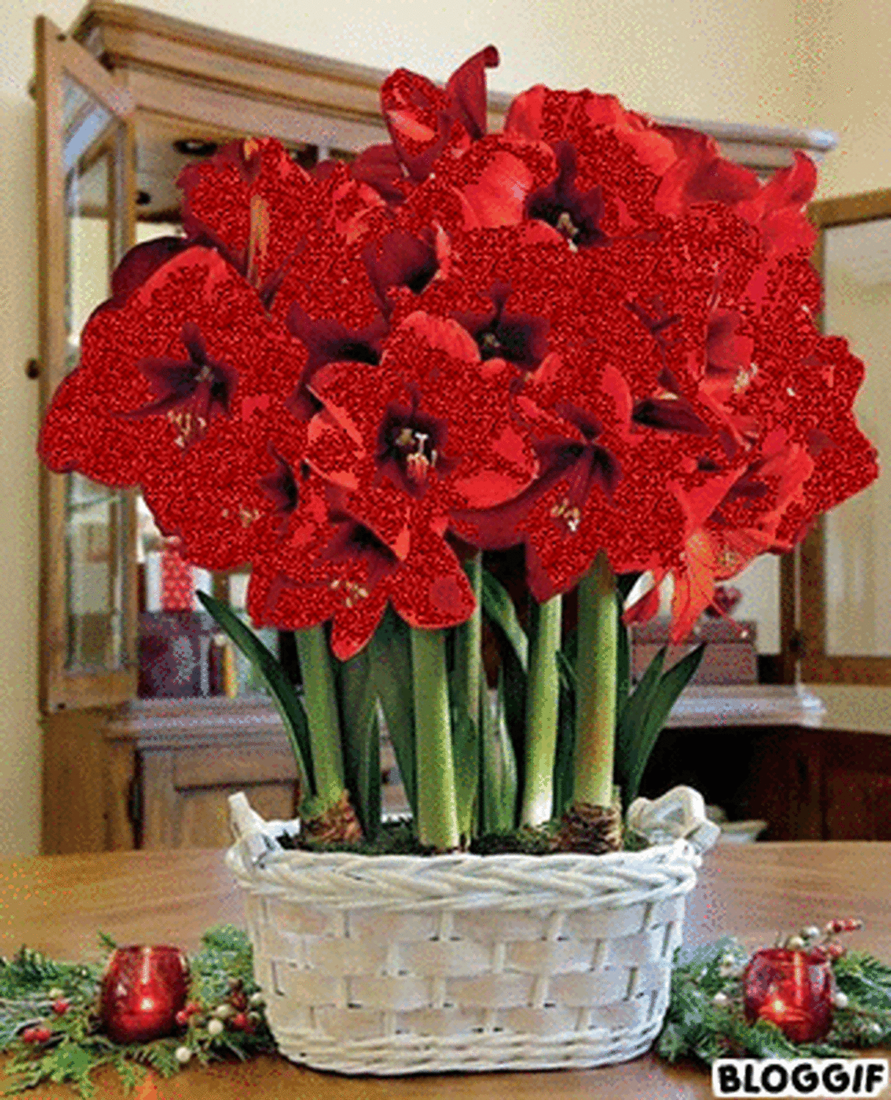 bloggif image resize amaryllis flowers red amaryllis small