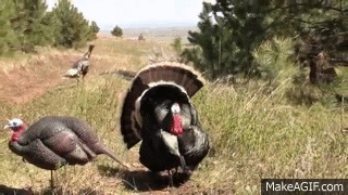 turkey gets head chopped off by arrow shocking very graphic on make small