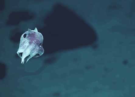 weirdly alien looking sea creatures discovered from the deep vuing com small