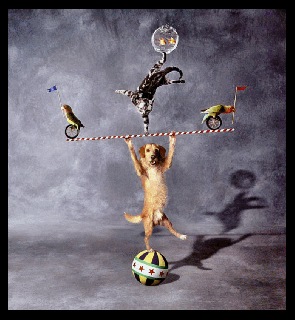 dog juggler in circus animated by heather gill gif by small