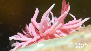 sea slug gifs find share on giphy small