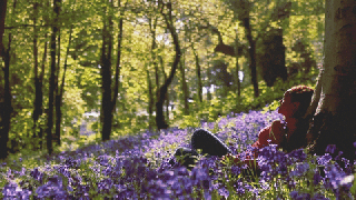 bloom bluebells gif find share on giphy small