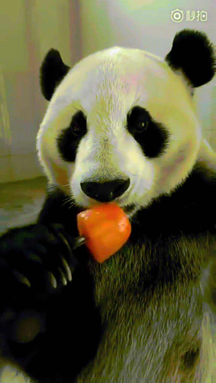 panda eating a popsicle bear funny animals pictures with captions small