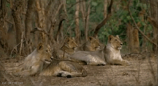 asiatic lions gifs find share on giphy small