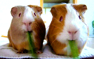 guinea pigs gif find share on giphy small