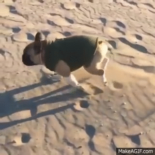 bulldog running on the sand and fall in slow motion on make a gif small