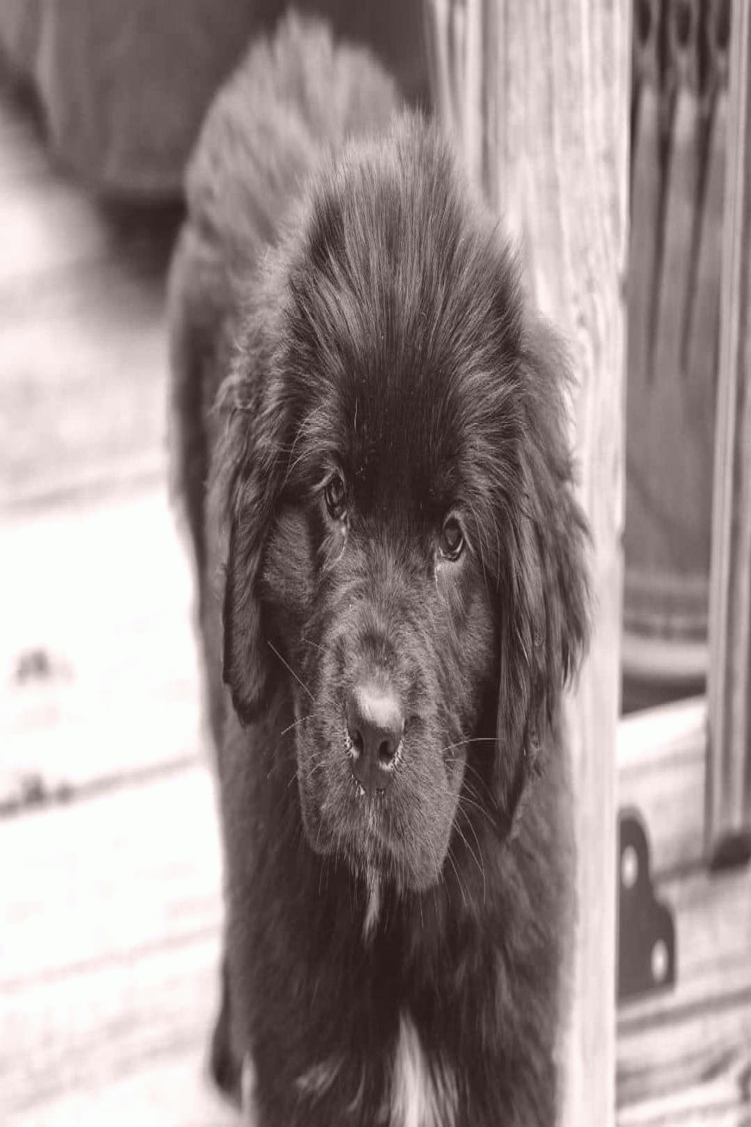 newfoundland dog size pet photography pet photography small