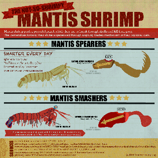 mantis shrimp gifs wifflegif srimp gif small