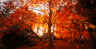 autumn beautiful colors fall forest animated gif 3573843 by small