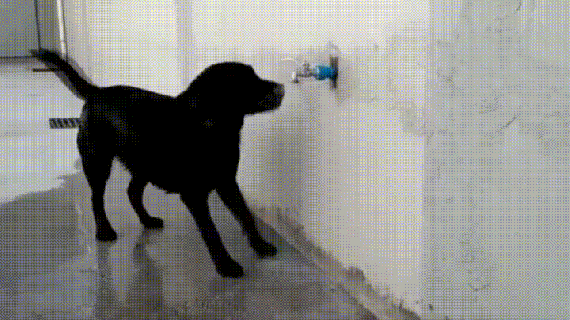 thirsty dog gifs find share on giphy small