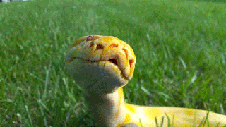 albinos snake tumblr small