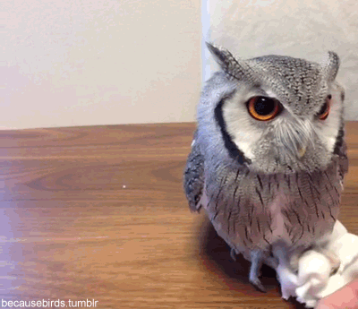 https://cdn.lowgif.com/small/f6c5eadb575d1507-owls-are-super-cool-animals-pinterest-owl-bird-and-gifs.gif