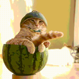 cat watermelon gif find share on giphy small