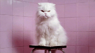 angry cats gifs find share on giphy small