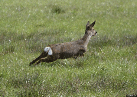 roe deer at bigwaters on make a gif small