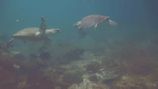sea turtle animals gif wifflegif small