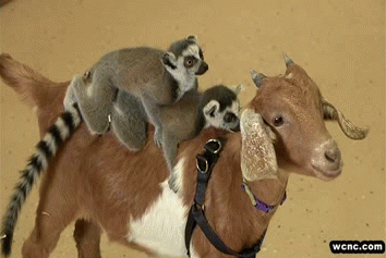 new trending gif on giphy goat animal friendship lemur follow me small