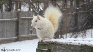 have you seen the albino squirrel cyclone life small