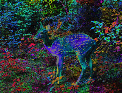deer vision tumblr small