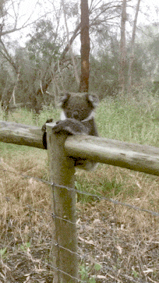 just a koala cute animal gifs pinterest animal creatures and small