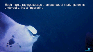 https://cdn.lowgif.com/small/f8f070999bf20a29-noaa-s-office-of-national-marine-sanctuaries-manta-rays-are.gif