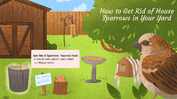how to get rid of house sparrows in your yard animated barn cat small