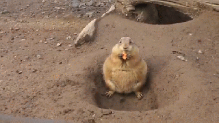 snack time gif animals prairiedog snack discover share gifs small