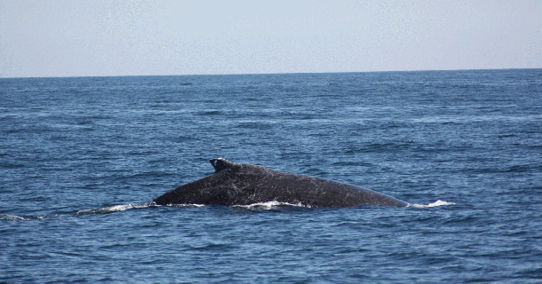 https://cdn.lowgif.com/small/fbb11a4ea8d0b317-water-whale-sea-world-gif-shared-by-fenririsar-on-gifer.gif