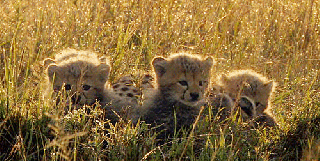 https://cdn.lowgif.com/small/fc15c99561ce7d7f-cheetahs-gifs-find-share-on-giphy.gif