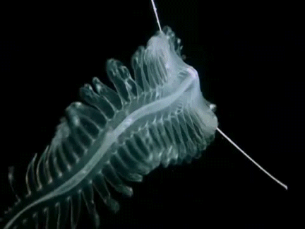 deep sea creature gif nature pinterest deep sea deep sea small