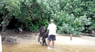 https://cdn.lowgif.com/small/fd9264abe7c69f29-chimps-abused-by-humans-still-have-remarkable-ability-to-love.gif