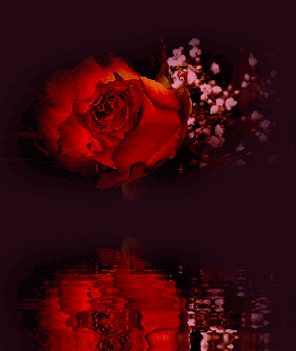 animated flower water gif 2013 12 rose flower water small