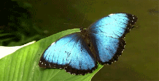 las alas de una mariposa inspiran tecnolog as taringa small
