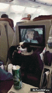 gif 1023 funny dog in airplane video gif gifon007 eu small