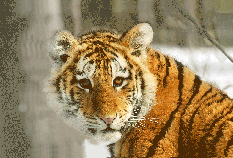 gif tiger 100 animierte bilder von g hnenden schlafenden tigern rainforest animals small